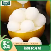 [苏鲜生]河北特产秋月梨 净重3斤装 新鲜当季水果 现摘现发 香甜可口
