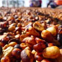 康禾果蔬 酵素水洗咖啡豆 清晨