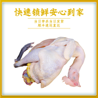 蛋鲜森 老母鸡 走地鸡甄选本土黄羽鸡种原种土鸡 1只装