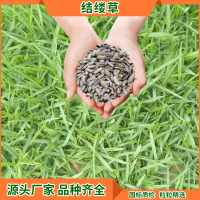 绿化结缕草种子 地被运动草坪景观草坪种子草籽 1kg