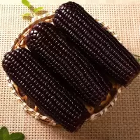 [西沛生鲜]新鲜黑糯玉米 大棒 10根装 单根200-300g 黏玉米甜糯玉米袋装粘玉米黄糯玉米现摘