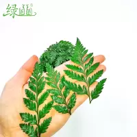 绿圈圈 摆盘装饰杨子叶1g 20小片 1份