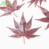 绿圈圈 摆盘装饰红枫叶5g 1份