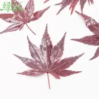 绿圈圈 摆盘装饰红枫叶5g 1份