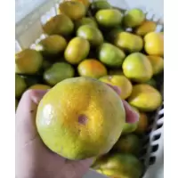 9251003蜜桔,直径5cm以上,当季鲜果,袋装发货