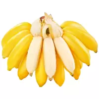 冠町 广西小米香蕉 一级果9斤装 新鲜水果生鲜