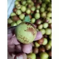冬枣,规格4A级以上,当季鲜果,10301005