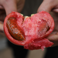 丑柿子普罗旺斯自然熟的沙瓤老顾客高复购的水果西红柿4.5斤