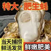 蚝范儿乳山生蚝1+鲜活5斤牡蛎活鲜海蛎子带箱新鲜海鲜