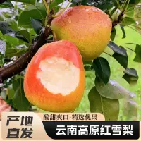 [熊猫鸟]云南新鲜红雪梨 净重3斤 大果 单果200-300g 新鲜当季水果 现摘现发 香甜可口