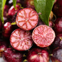 [熊猫鸟]新鲜红果参 8盒 125g/盒云南蜘蛛果稀有水果应当季现摘美容果整箱