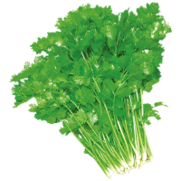 香 菜(新鲜)