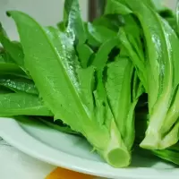 油 麦 菜(新鲜)