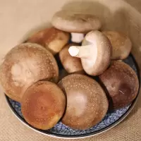 香菇(新鲜)