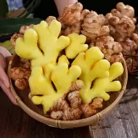 生 姜(新鲜)