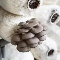 平菇(新鲜)