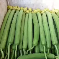 丝 瓜(新鲜)