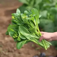 菜心(新鲜)