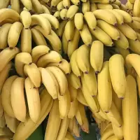 香蕉(新鲜)