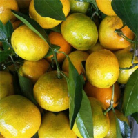 小叶桔(新鲜)