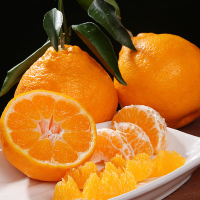 春见耙耙柑大果 礼盒装