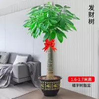 国产 1.6-1.7m 发财树大型绿植盆栽 带原盆