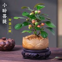 小盼菩提树盆栽带果发货室内绿植花卉[挂1-3果发货]