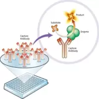 艾博抗 ab109721 Complex I Enzyme Activity Microplate Assay Kit