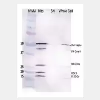 Mitochondria分离试剂盒,1盒