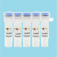 Beyotime碧云天 D7008 T4 DNA Ligase