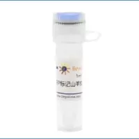 BeyotimeA0216,辣根过氧化物酶标记山羊抗小鼠IgG(H+L)