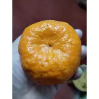椪柑,果径6cm以上,当季鲜果,袋装发货
