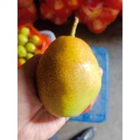 香梨,果径4cm以上,当季鲜果,袋装发货