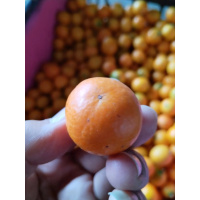 金桔,单果10g以上,当季鲜果,袋装发货