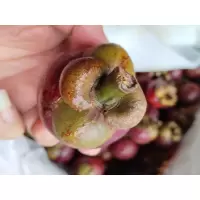山竹,2A级以上,当季鲜果,袋装发货