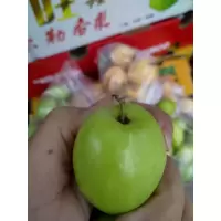 鲜枣,单果20g以上,当季鲜果,袋装发货