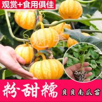 黄贝贝南瓜苗秧 粉甜糯黄色贝贝南瓜苗6棵 +15g肥