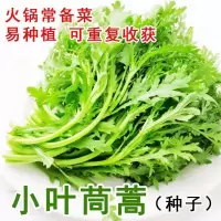 小叶简蒿种子 原装5包[约30000粒]