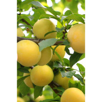 九千谷李子树苗蜂糖李 嫁接蜂蜜李子脱骨青脆李子果苗 1根 单位:根