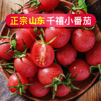 新鲜圣女果小番茄 净重5斤 现摘番茄水果自然熟孕妇蔬菜西红柿生吃千禧小番茄