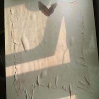 光圈TPSY-11透皮实验用猪皮 厚度0.8-1mm左右,面积 20*30cm 张