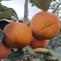 脆柿(精 品)