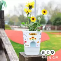 向日葵种子盆栽绿植儿童种植花卉植物幼儿园DIY开学季礼物