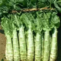 莴苣(新鲜)