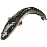 黑鱼(新鲜)