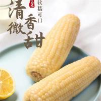 白糯玉米230g/支甜糯非转基因白糯整箱低脂甜糯玉米真空包装 6支装