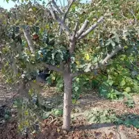 壹品千优美 山楂树活苗嫁接盆栽地栽南方北方庭院种植特大果树山楂苗