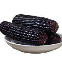 黑糯玉米240g/支 新鲜甜糯真空黏玉米黑玉米糯玉米 5支/8支装