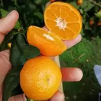 砂糖桔kg