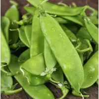 荷兰豆kg